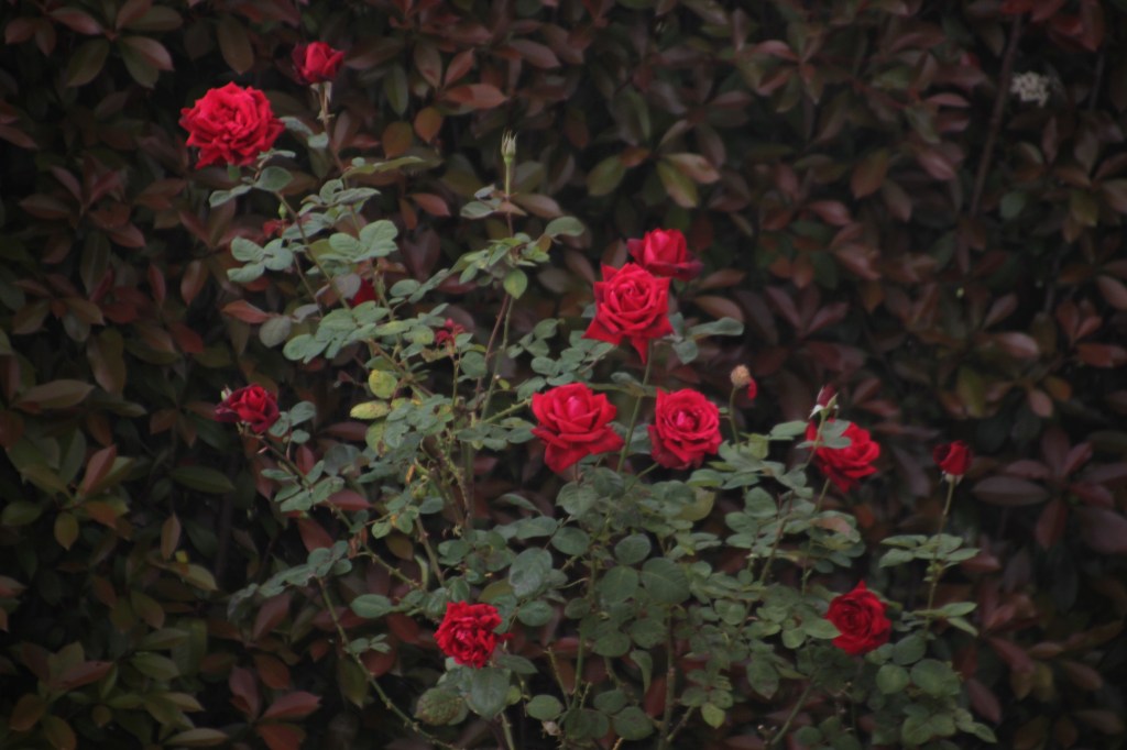 mysterious red roses - the voyaging storyteller